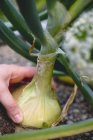 Zwiebel im Gemüsebeet von Hand aus dem Boden pflücken — Stockfoto