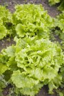 Листя салату в овочевій грядці — стокове фото