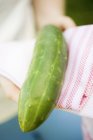 Hands holding braising cucumber — Stock Photo