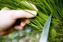 Male Hand cutting chives — Stock Photo