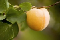 Спелый абрикос на ветке — стоковое фото