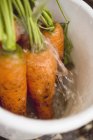 Миття моркви у відрі — стокове фото