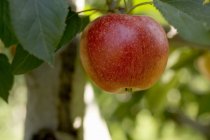 Gala apple growing on tree — Stock Photo