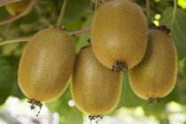 Fresh kiwi fruits — Stock Photo