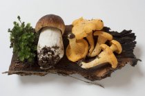 Cep and chanterelles on piece of wood — Stock Photo