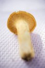 Closeup view of fresh chanterelle mushroom on white cloth — Stock Photo