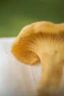 Closeup view of fresh chanterelle mushroom on cloth — Stock Photo