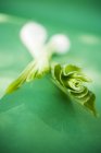 La cebolla primaveral sobre verde - foto de stock