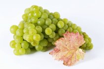 Куча зеленого винограда Маскателлера — стоковое фото