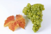 Grappolo di uva verde Muskateller — Foto stock