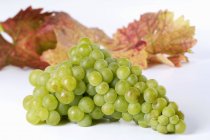 Bunch of Muskateller green grape — Stock Photo