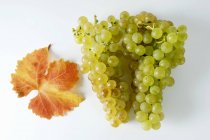 Пучок зеленого винограда Гутедель — стоковое фото