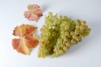 Гроздья зеленого винограда Гутедель — стоковое фото
