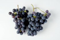 Racimos de uva negra Sptburgunder - foto de stock