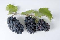 Racimos de uva negra Mllerrebe - foto de stock