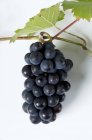 Grappe de raisin noir Mllerrebe — Photo de stock