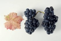 Racimos de uva negra Domina - foto de stock