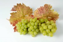 Пучки зеленого винограду — стокове фото