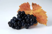 Пучок черного винограда Domina — стоковое фото
