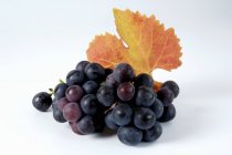 Bunch of Trollinger black grape — Stock Photo