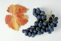 Куча Боскоопс Глори Черный виноград — стоковое фото