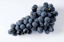 Пучок регентского черного винограда — стоковое фото