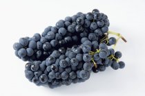 Grappoli di uva nera Solara — Foto stock