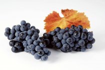 Гроздья регентского чёрного винограда — стоковое фото