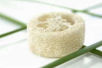 Closeup view of a loafer sponge and papyrus sedge stalks — Stock Photo
