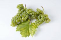 Racimos de uva verde Rieslaner - foto de stock