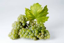 Grappoli di uva verde Riesling — Foto stock