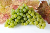 Grappolo di uva verde Silvaner — Foto stock