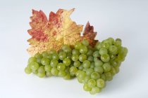 Кучка зеленого винограда Вайссер Элблинг — стоковое фото