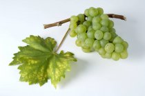 Cacho de uva Weisser Elbling verde — Fotografia de Stock