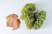 Grappes de raisin vert de Bachus — Photo de stock