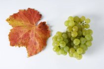 Racimo de uva verde Bachus - foto de stock
