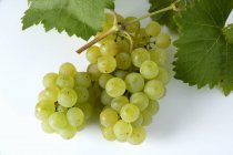 Bunch of Bachus green grape — Stock Photo