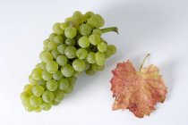 Green grapes with autumn leaf — Stock Photo