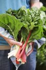Hands holding bunch of fresh chard — Stock Photo