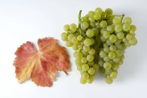 Uvas verdes con hoja de otoño - foto de stock