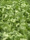 Fresh Iceberg lettuce — Stock Photo