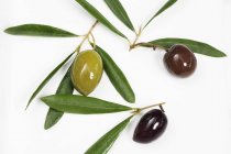 Bunte Oliven mit Blättern — Stockfoto