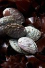 Vista de cerca de los caracoles de mar de Abalone con algas marinas - foto de stock