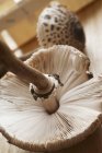 Fresh parasol mushroom — Stock Photo