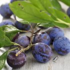 Fresh picked plums — Stock Photo