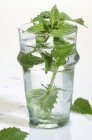 Fresh Peppermint in glass — Stock Photo