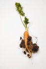 Молодая морковь с почвой — стоковое фото