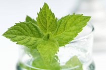 Peppermint in glass of water — Stock Photo
