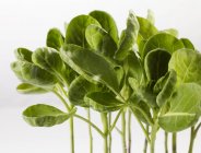 Bussels sprouts plants — Stock Photo