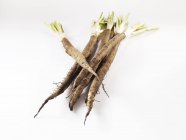Varias raíces scorzonera - foto de stock